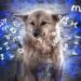 Saiba qual raça de cachorro você deveria ter de acordo com seu signo