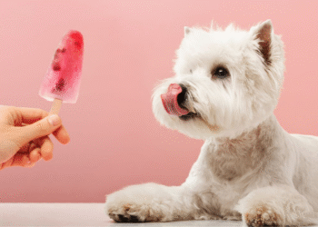 Sete dicas para deixar o ambiente fresquinho para os pets no calor