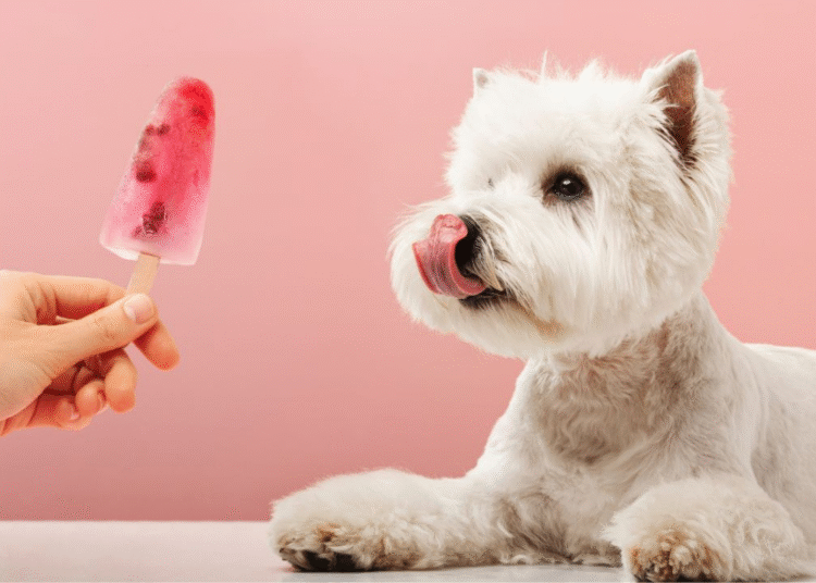 Sete dicas para deixar o ambiente fresquinho para os pets no calor