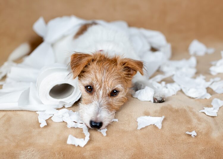Seu cachorro precisa de adestramento? Saiba como treiná-lo em casa