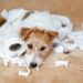 Seu cachorro precisa de adestramento? Saiba como treiná-lo em casa