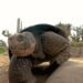 Tartaruga Gramma, lenda do Zoológico de San Diego, morre aos 141 anos