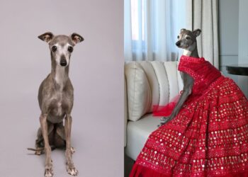 Tika the Iggy, galga que virou celebridade, morre aos 14 anos