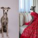 Tika the Iggy, galga que virou celebridade, morre aos 14 anos