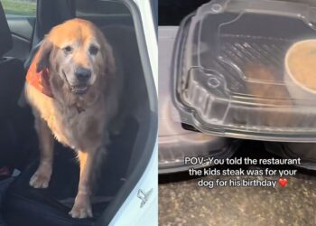 Tutora faz pedido especial para cão e ganha surpresa de restaurante