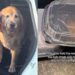 Tutora faz pedido especial para cão e ganha surpresa de restaurante