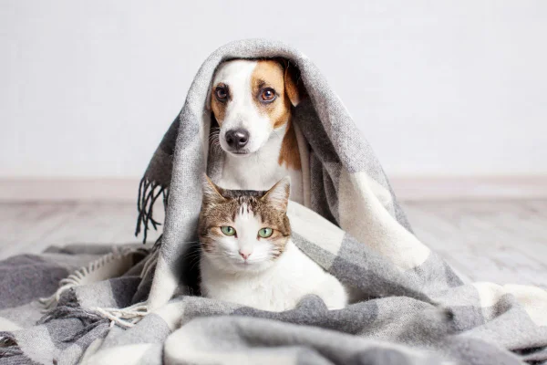 Vacina para pets: 8 “verdades” que te contam, mas que são falsas