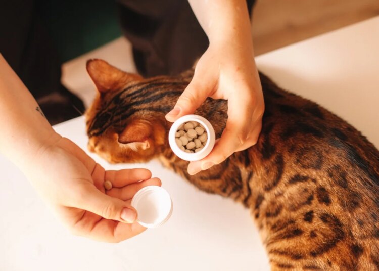 Veja dicas para ajudar pets com ansiedade nas festas de fim de ano