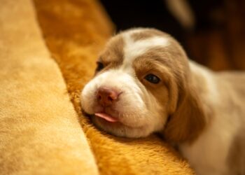 Vida em 4 patas: as mudanças que os cachorros vivem em cada idade