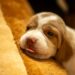 Vida em 4 patas: as mudanças que os cachorros vivem em cada idade