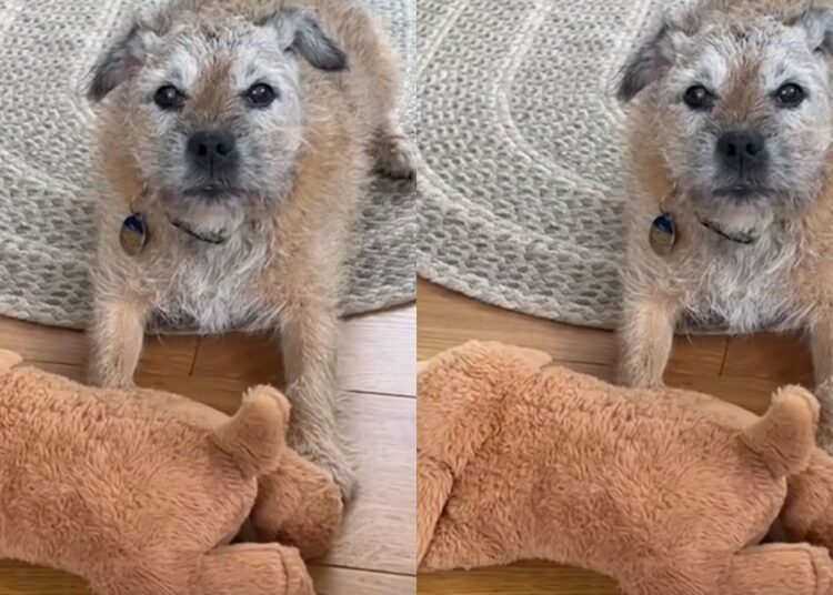 Vídeo: cão de 13 anos espera a dona falecida em calçada e comove a web