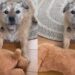Vídeo: cão de 13 anos espera a dona falecida em calçada e comove a web