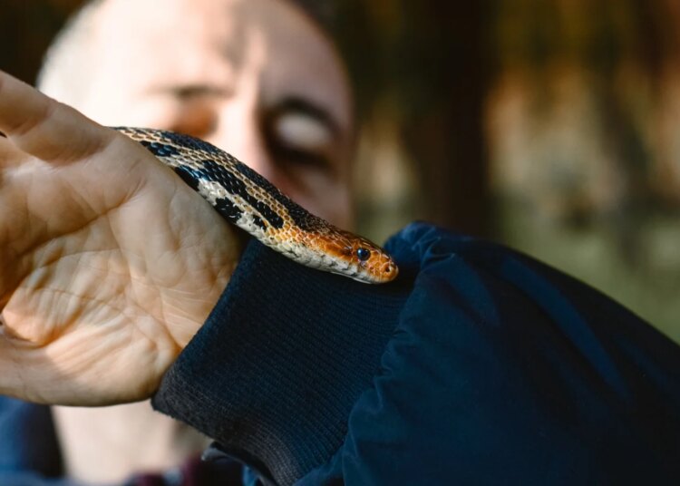 Virar o rosto evita ataque de cobras? Veja o que diz especialista