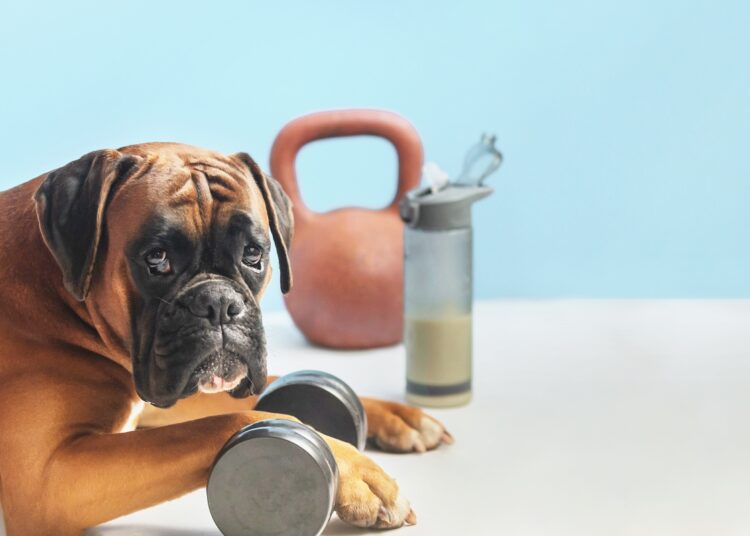 Whey protein também é para pets? Veterinário explica o uso e riscos