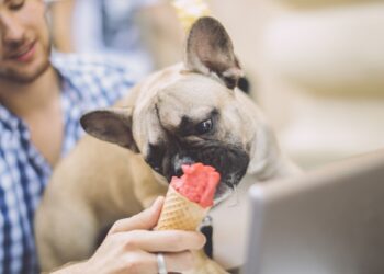 16 raças de cachorros pequenos para quem mora em apartamento
