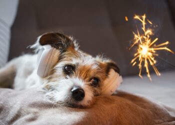 A cada 10 pets, 8 têm medo de fogos: veterinário dá dicas de prevenção