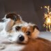 A cada 10 pets, 8 têm medo de fogos: veterinário dá dicas de prevenção