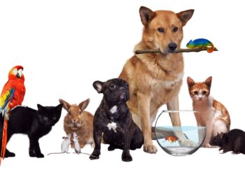 A casa virou zoo? Como manter a higiene e o bem-estar dos pets