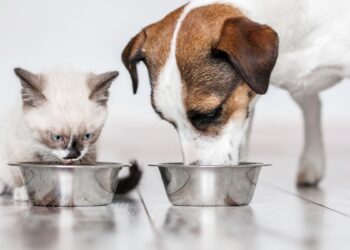 Alimentação pet: experts derrubam os mitos mais comuns