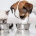 Alimentação pet: experts derrubam os mitos mais comuns