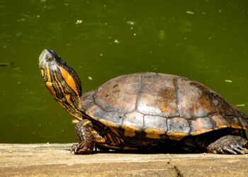 Ande em meio aos pássaros: zoo de Brasília inaugura aviário de imersão