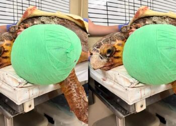 Após retirar tumor de 5 quilos, tartaruga retorna à natureza; assista