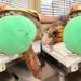 Após retirar tumor de 5 quilos, tartaruga retorna à natureza; assista