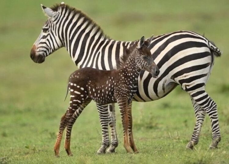 Bolinhas estão na moda? Zebra chama atenção por visual diferenciado
