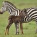 Bolinhas estão na moda? Zebra chama atenção por visual diferenciado