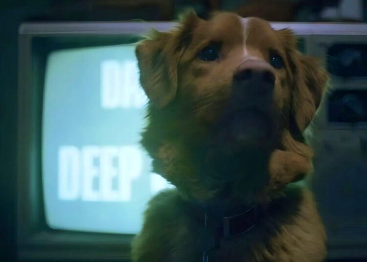 Bom garoto: cachorro concorre a Melhor Ator em premiação internacional
