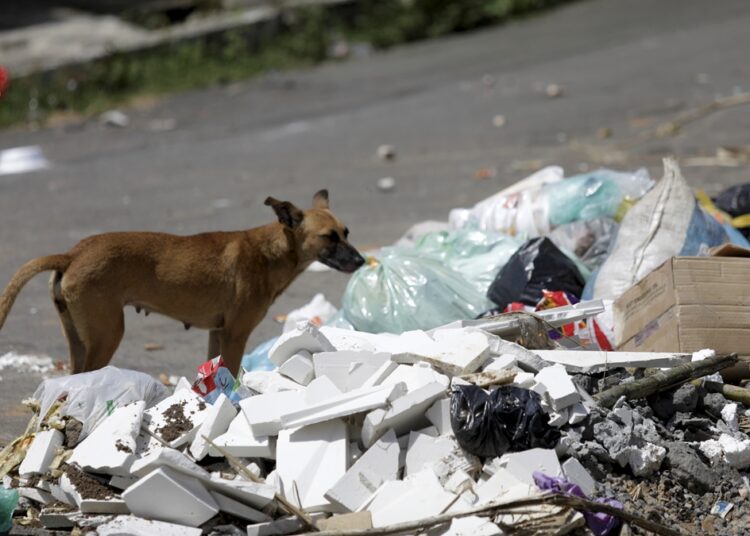 Brasil tem 30 milhões de animais abandonados nas ruas, revela pesquisa