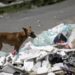 Brasil tem 30 milhões de animais abandonados nas ruas, revela pesquisa