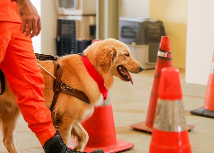 Cães-guia em treinamento: CBMDF busca famílias para acolher os animais