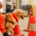 Cães-guia em treinamento: CBMDF busca famílias para acolher os animais