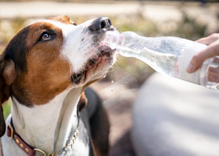 Calor intenso exige cuidados sérios e gera alerta para tutores de pets