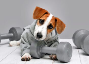 Canetas emagrecedoras: obesidade pet começa no comportamento humano