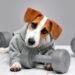 Canetas emagrecedoras: obesidade pet começa no comportamento humano