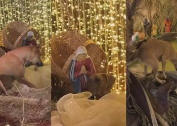 Caramelos encenam “presépio vivo” e conquistam as redes sociais