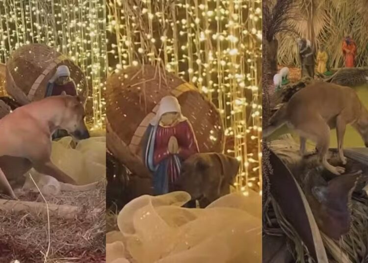 Caramelos encenam “presépio vivo” e conquistam as redes sociais