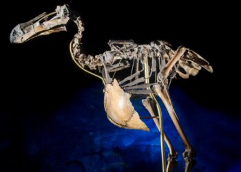 Com 300 anos de extinção, ave histórica pode ser recriada pela ciência