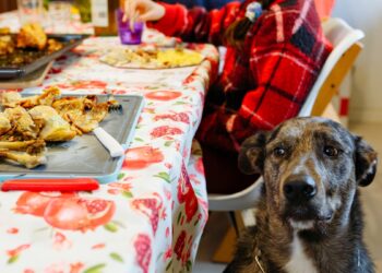 Comidas de fim de ano: entenda porque seu pet não deve comê-las