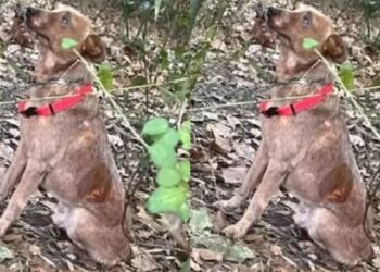 Crianças ouvem choro e salvam cão acorrentado em mata
