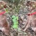 Crianças ouvem choro e salvam cão acorrentado em mata