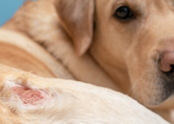 Dezembro Laranja e pets: como prevenir e identificar o câncer de pele