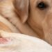 Dezembro Laranja e pets: como prevenir e identificar o câncer de pele