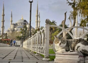 Donos da rua: descubra a cidade que abriga mais de 250 mil gatos