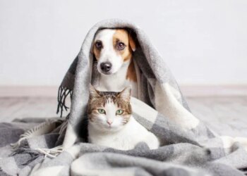 Faça um ensaio fotográfico com seu pet no Natal; expert dá dicas