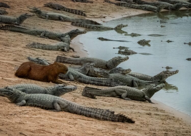 Fora da dieta: o porquê de os jacarés não se alimentarem das capivaras