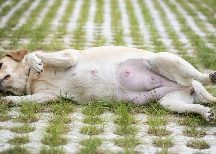 Gravidez psicológica em cadelas: veterinária revela 6 sinais e riscos