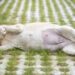 Gravidez psicológica em cadelas: veterinária revela 6 sinais e riscos